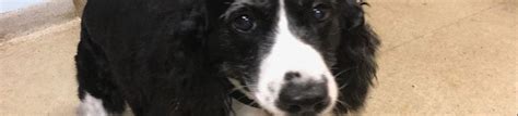 village vets decatur emergency|The Village Vets .